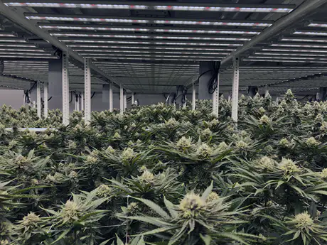 Cannabis plants growing at the Summit Made facility